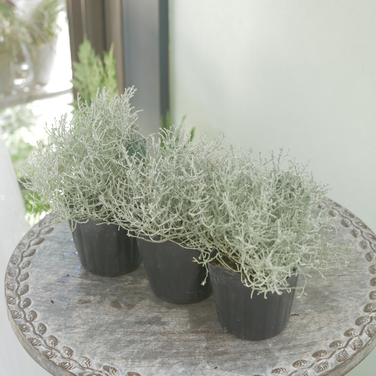冬の寄せ植えに【プラチーナ】シルバーブッシュ