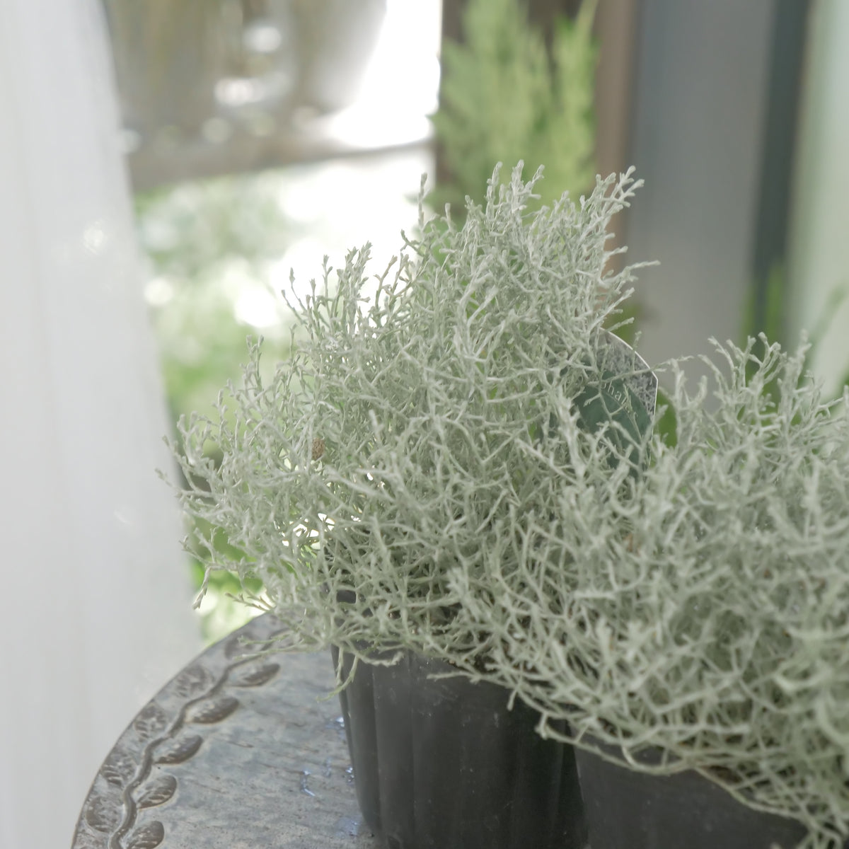 冬の寄せ植えに【プラチーナ】シルバーブッシュ