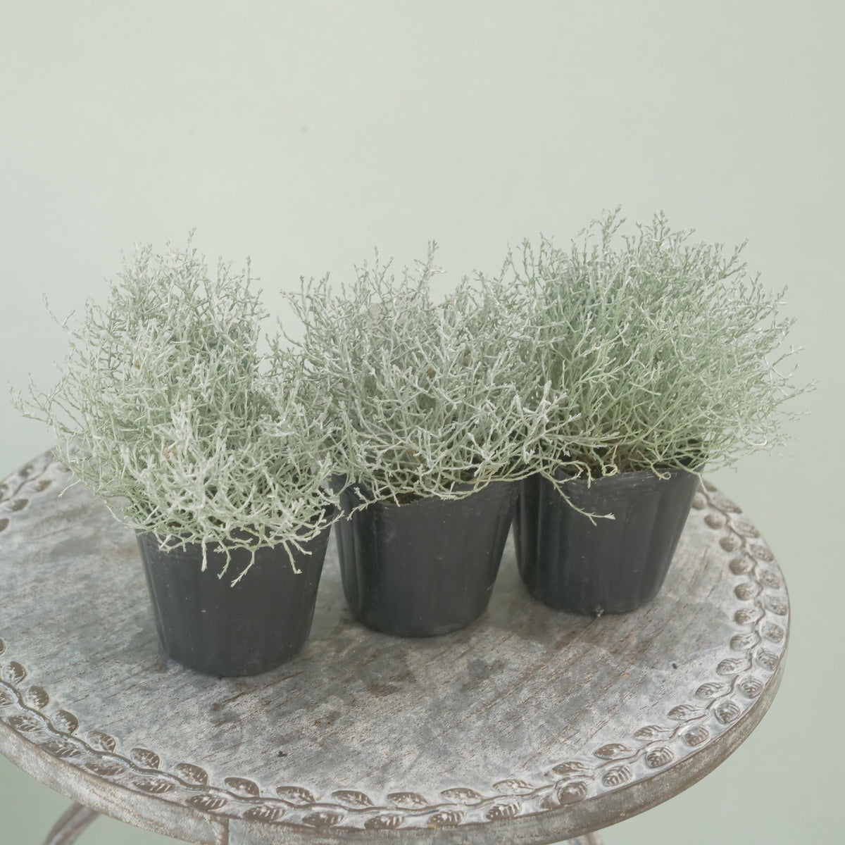 冬の寄せ植えに【プラチーナ】シルバーブッシュ