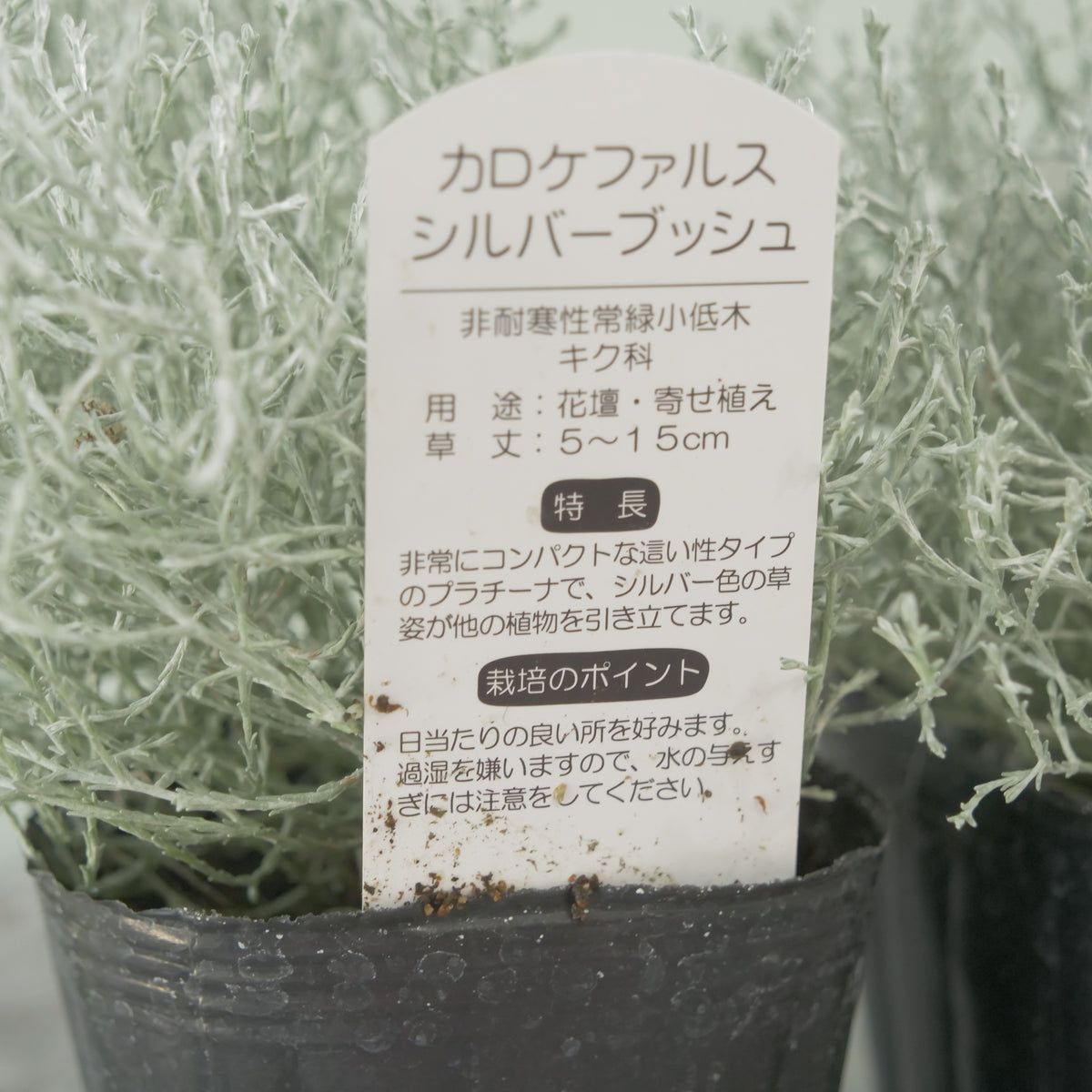 冬の寄せ植えに【プラチーナ】シルバーブッシュ