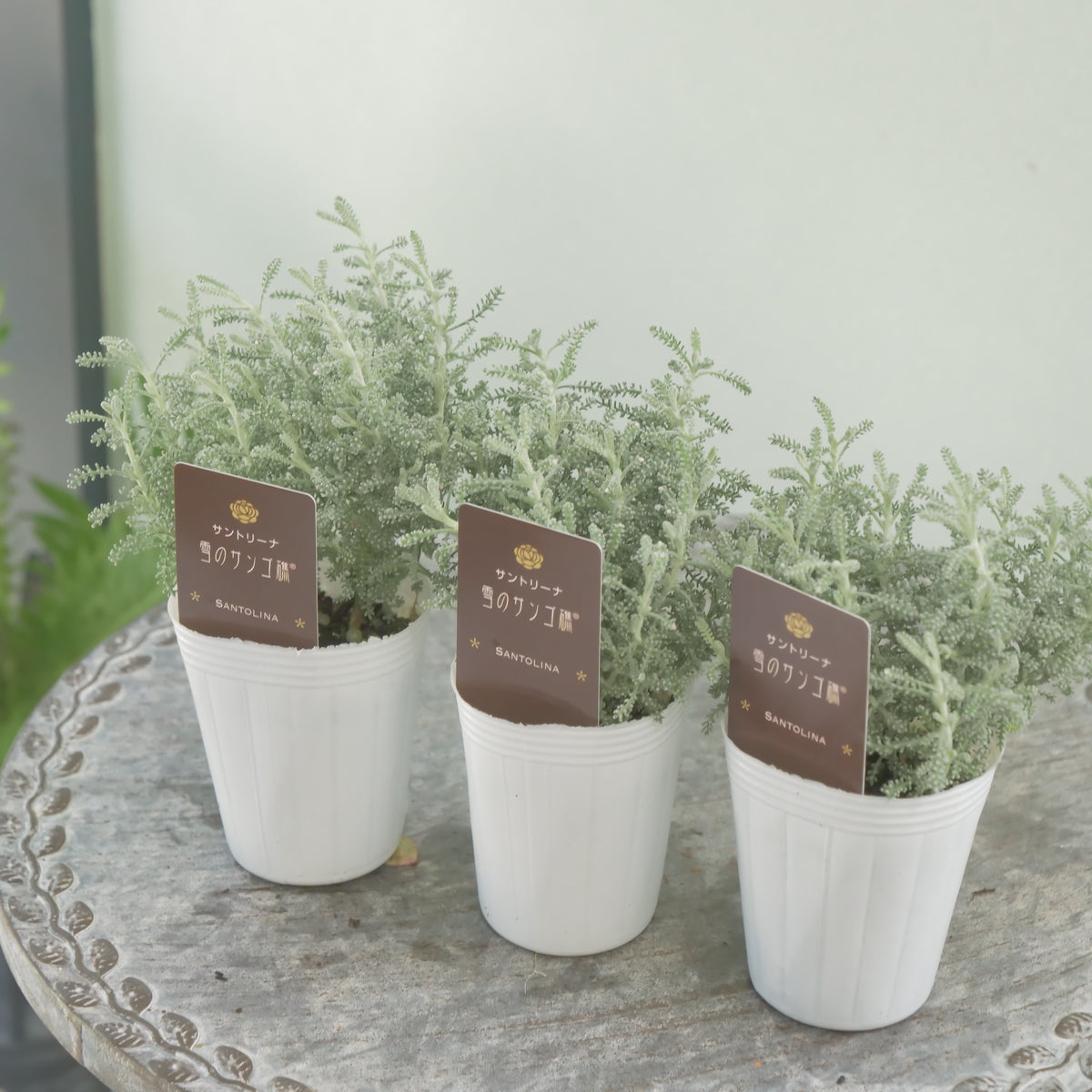 秋冬の寄せ植えに。【サントリナ　雪のサンゴ礁】