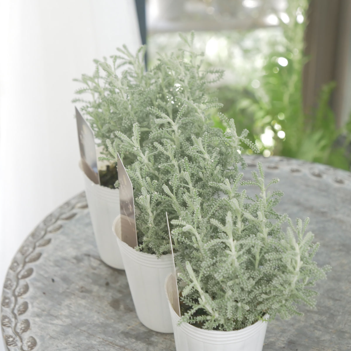 秋冬の寄せ植えに。【サントリナ　雪のサンゴ礁】