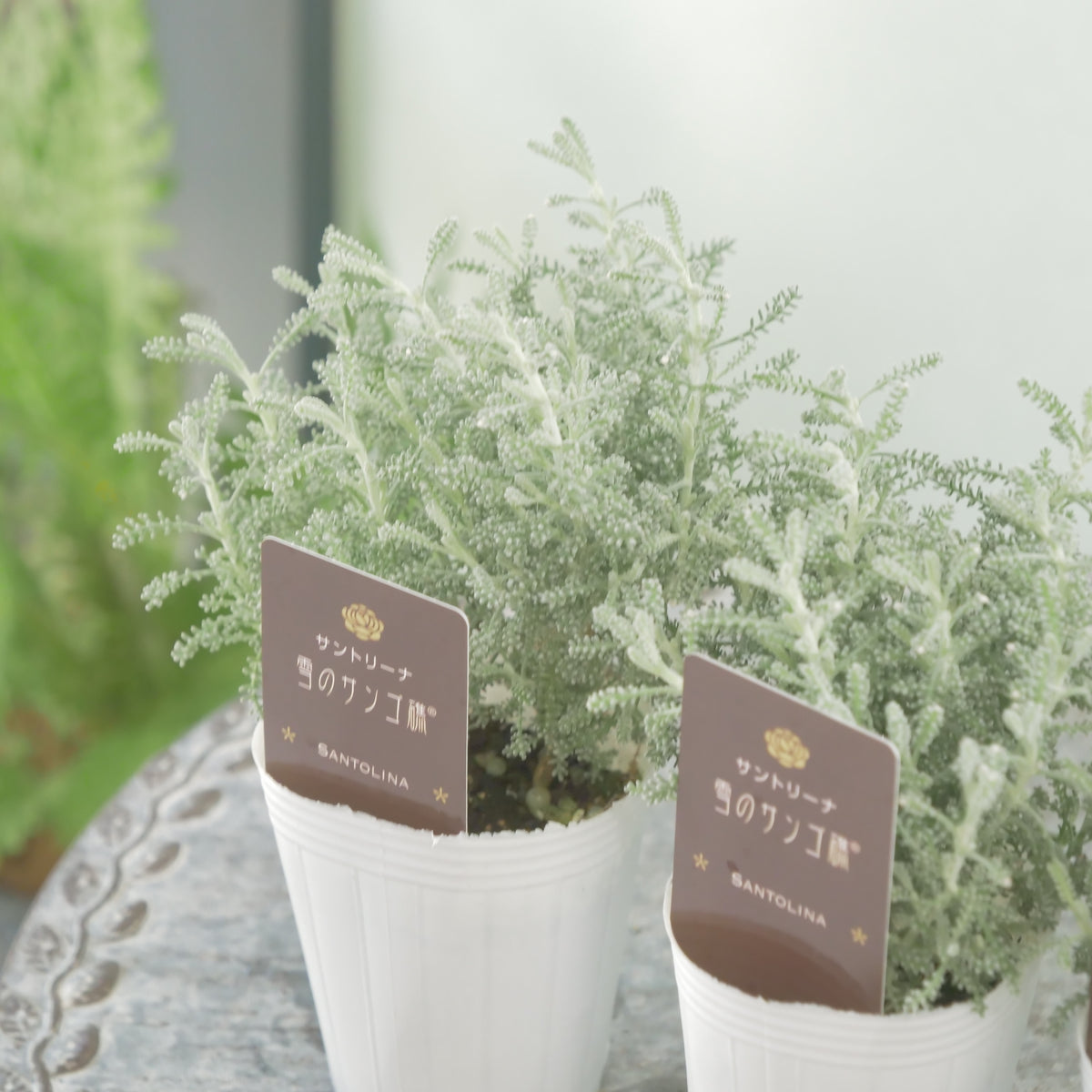 秋冬の寄せ植えに。【サントリナ　雪のサンゴ礁】