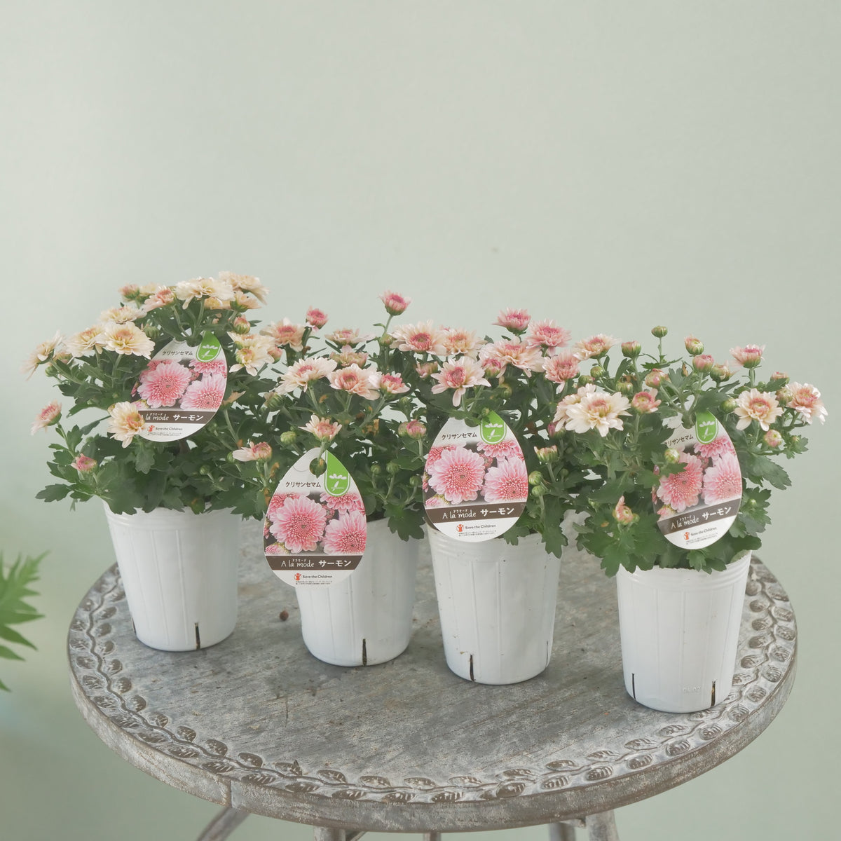 秋の寄せ植えに。蕾たくさん!!クリサンマム　アラモード【サーモン】