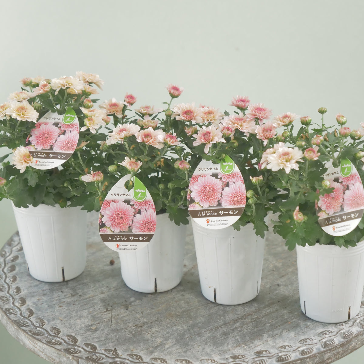 秋の寄せ植えに。蕾たくさん!!クリサンマム　アラモード【サーモン】