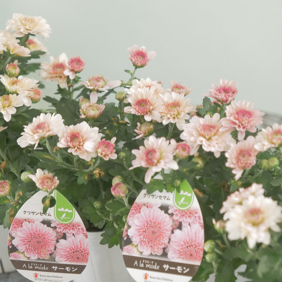 秋の寄せ植えに。蕾たくさん!!クリサンマム　アラモード【サーモン】