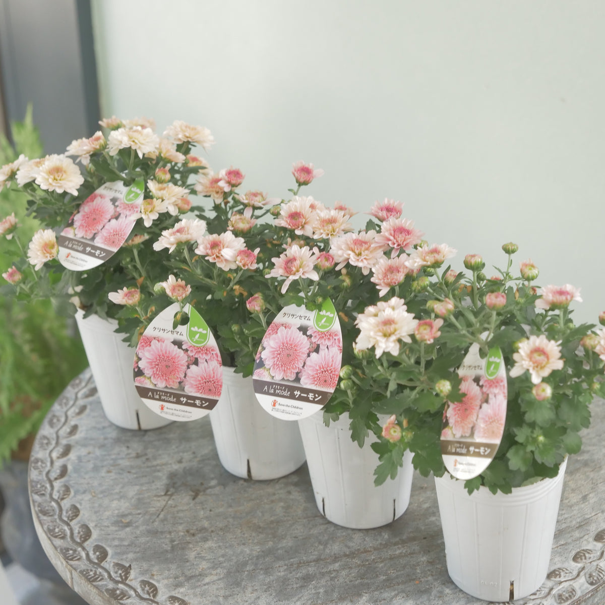 秋の寄せ植えに。蕾たくさん!!クリサンマム　アラモード【サーモン】
