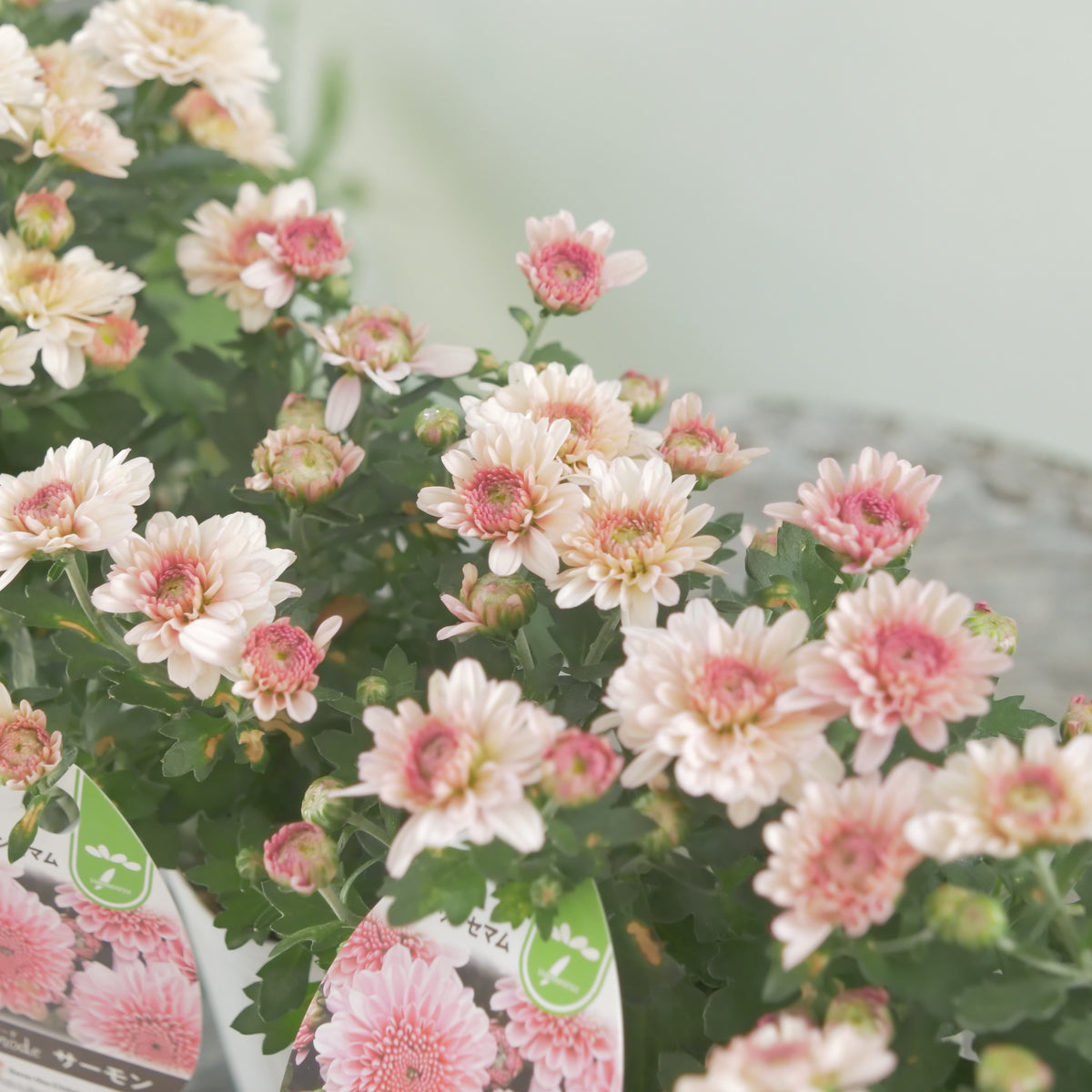 秋の寄せ植えに。蕾たくさん!!クリサンマム　アラモード【サーモン】