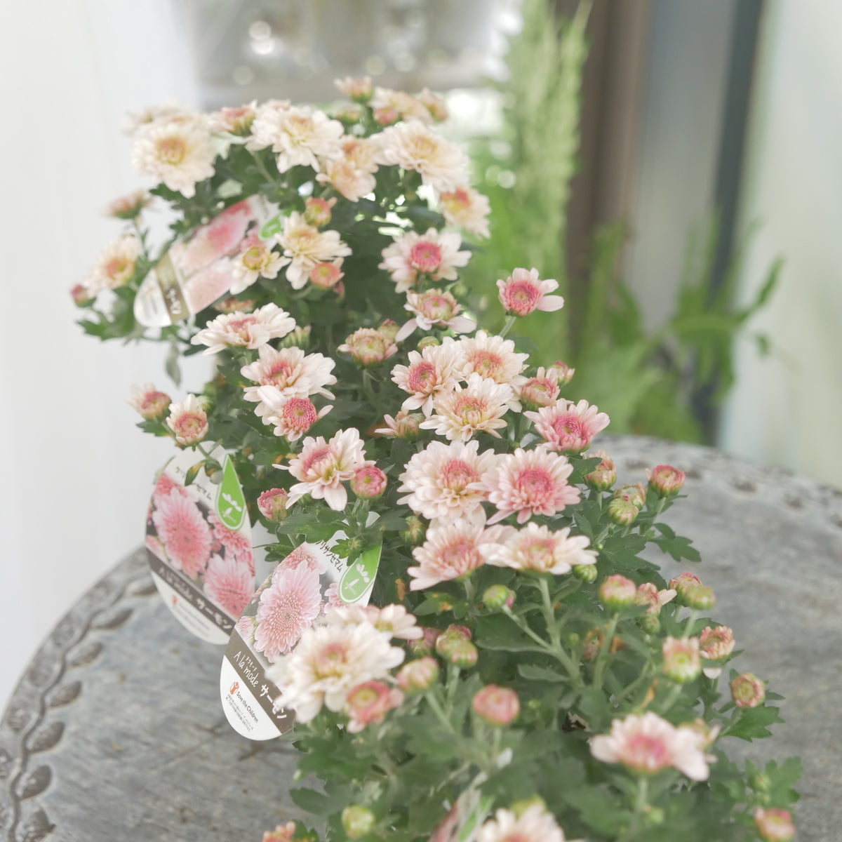 秋の寄せ植えに。蕾たくさん!!クリサンマム　アラモード【サーモン】