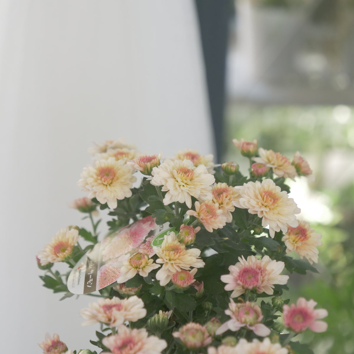 秋の寄せ植えに。蕾たくさん!!クリサンマム　アラモード【サーモン】