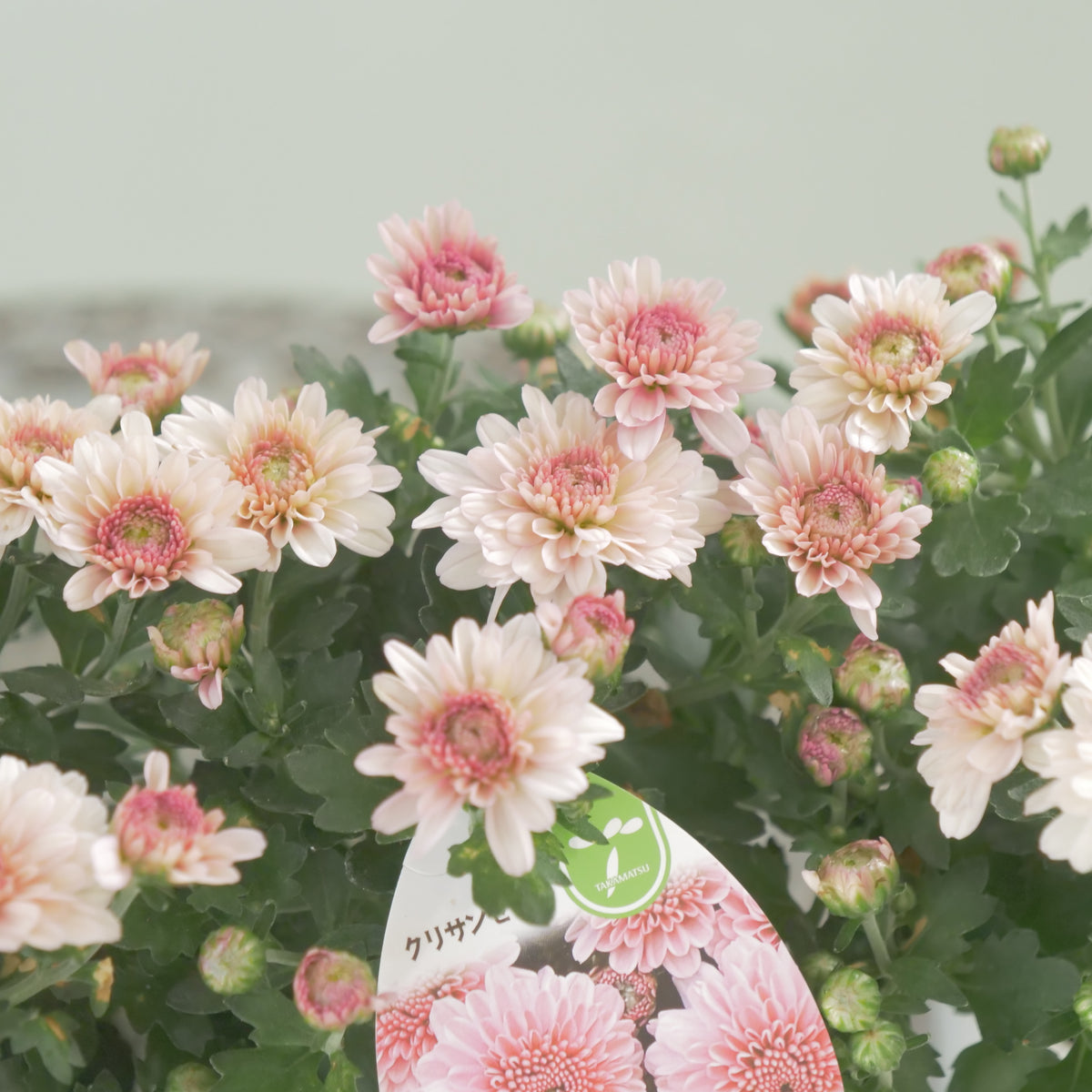 秋の寄せ植えに。蕾たくさん!!クリサンマム　アラモード【サーモン】