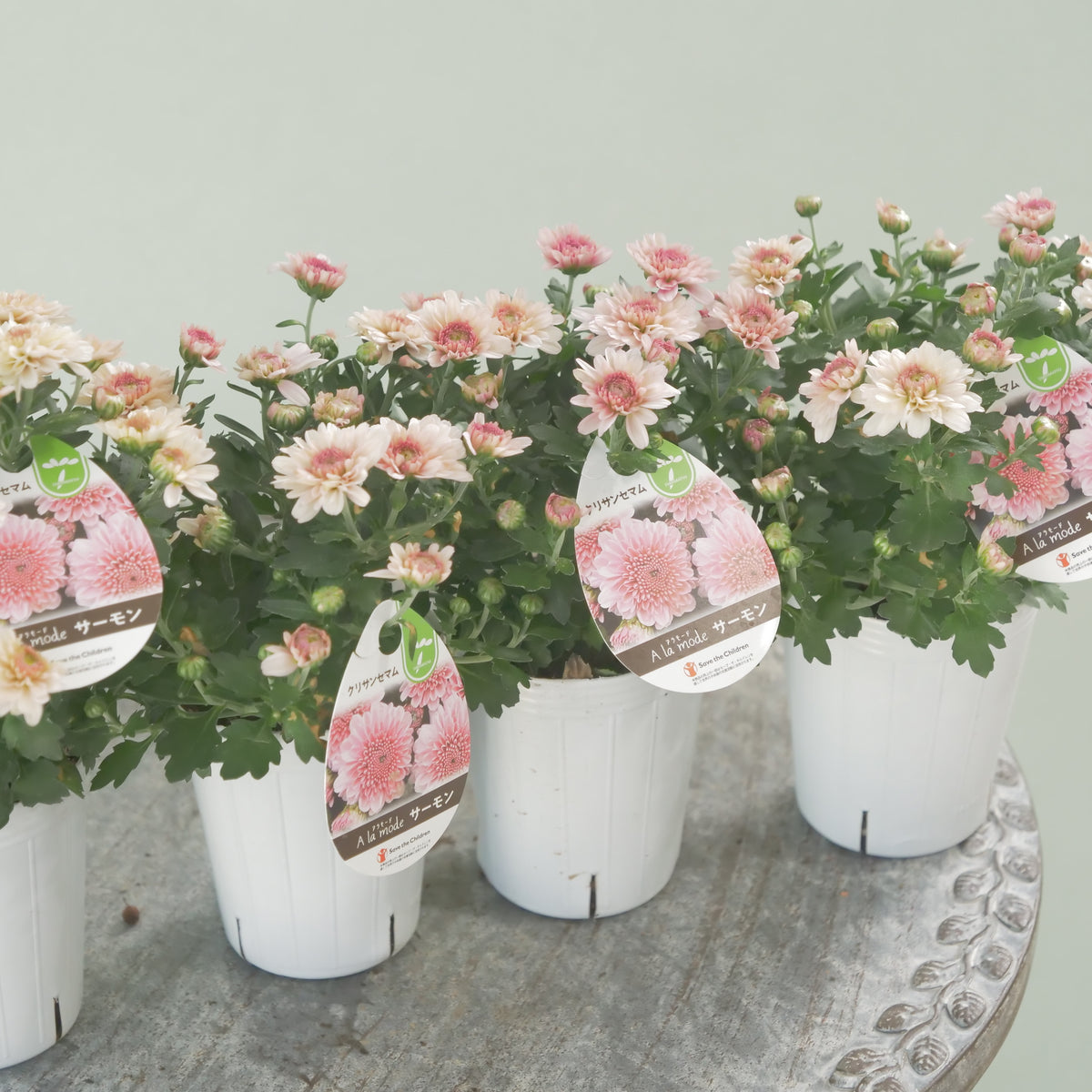 秋の寄せ植えに。蕾たくさん!!クリサンマム　アラモード【サーモン】