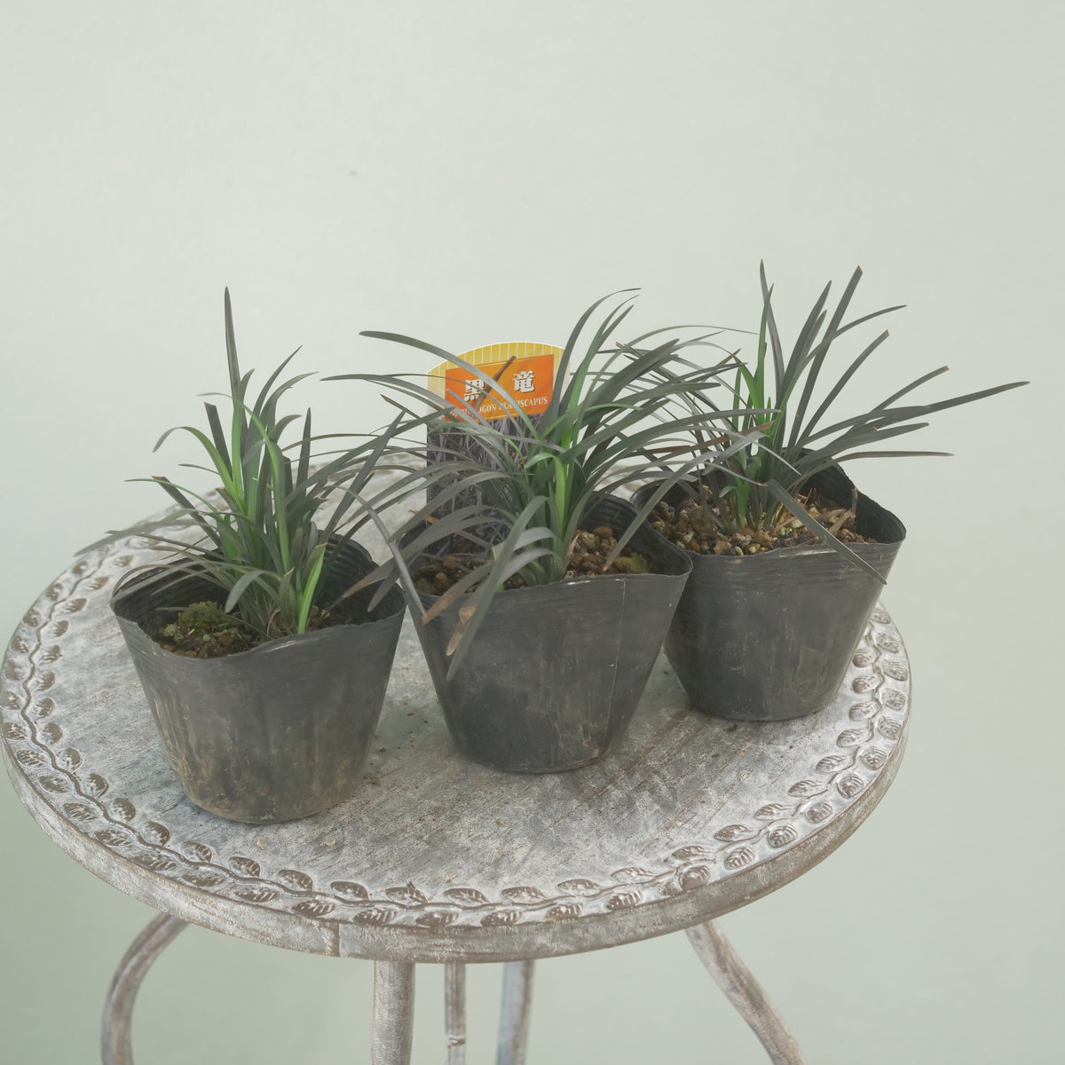 【コクリュウ】強健で使いやすいリーフ 　秋冬の寄せ植えに。