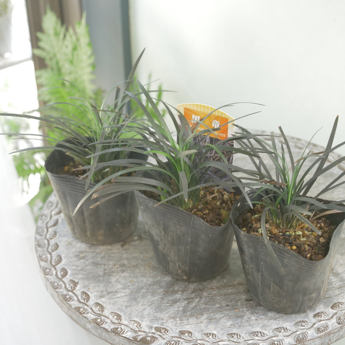 【コクリュウ】強健で使いやすいリーフ 　秋冬の寄せ植えに。