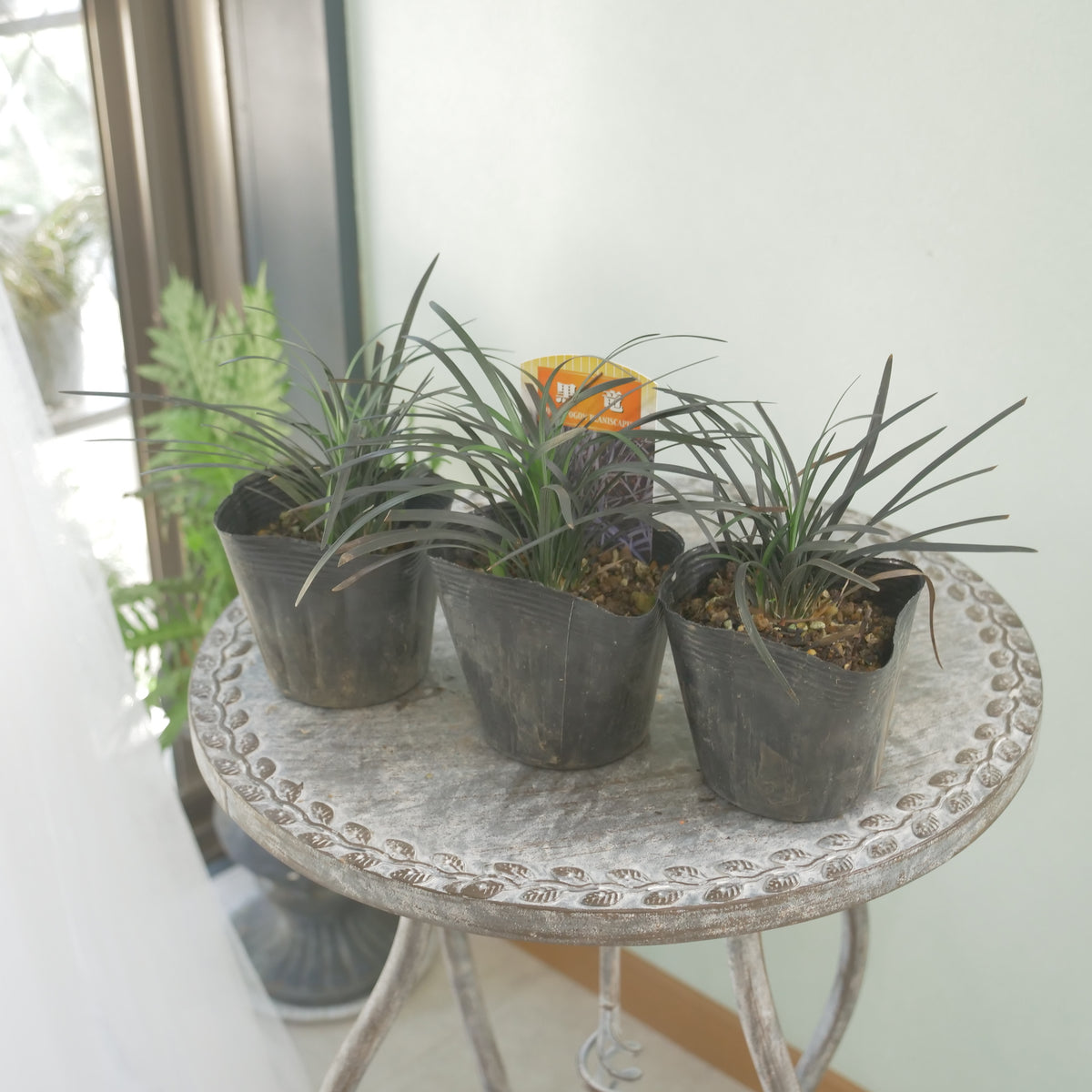 【コクリュウ】強健で使いやすいリーフ 　秋冬の寄せ植えに。
