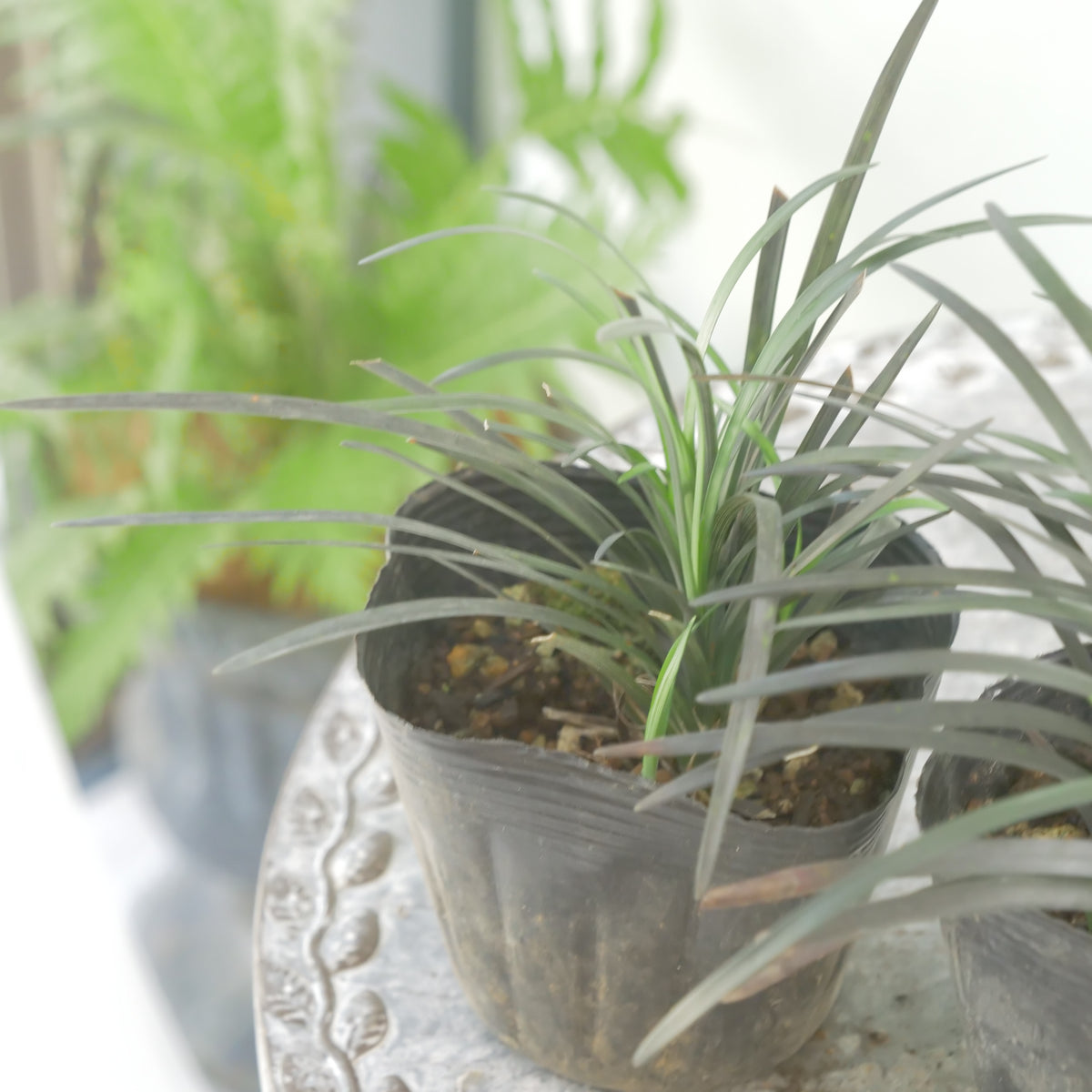 【コクリュウ】強健で使いやすいリーフ 　秋冬の寄せ植えに。