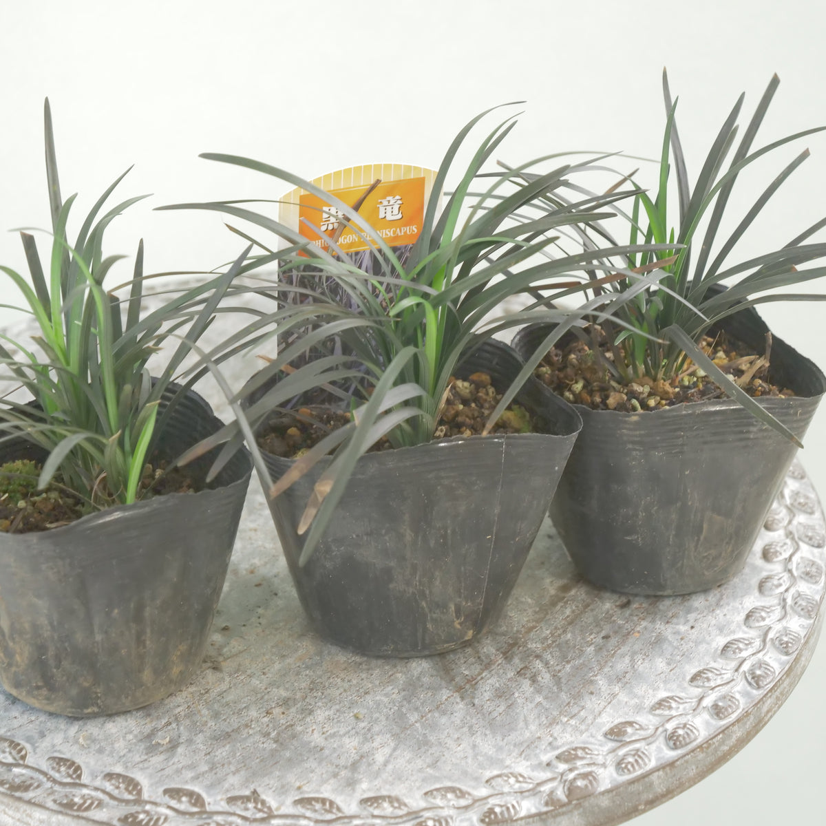【コクリュウ】強健で使いやすいリーフ 　秋冬の寄せ植えに。