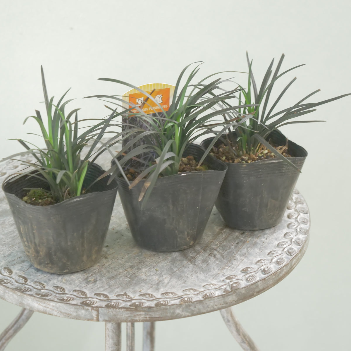 【コクリュウ】強健で使いやすいリーフ 　秋冬の寄せ植えに。
