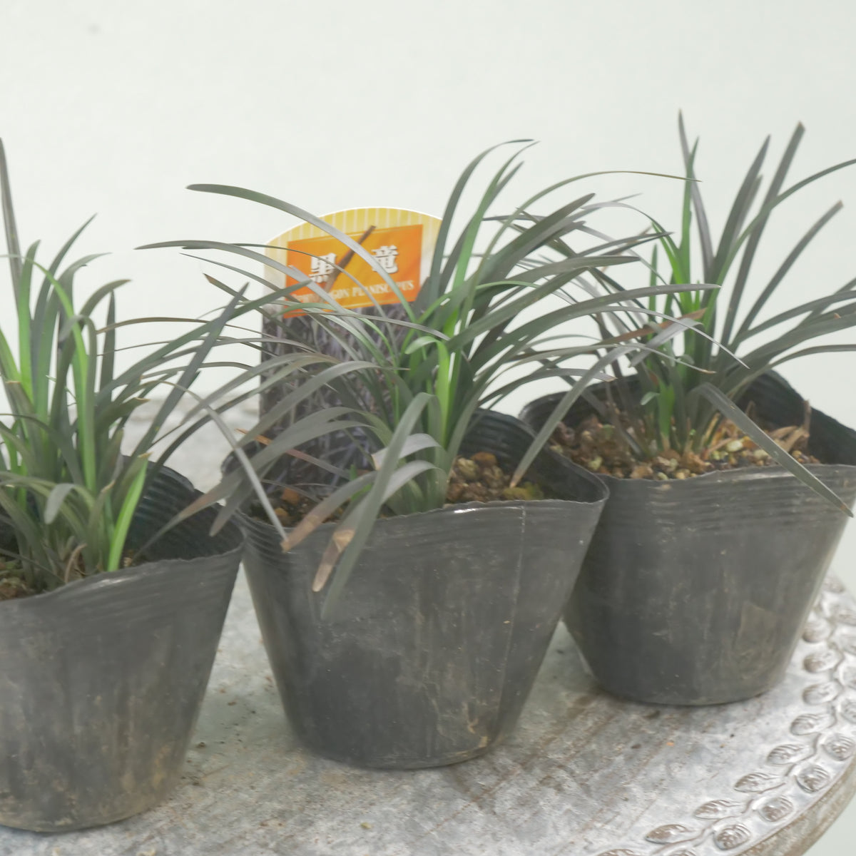 【コクリュウ】強健で使いやすいリーフ 　秋冬の寄せ植えに。
