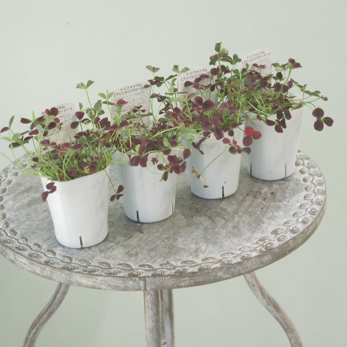 シックな赤！クローバー【イザベラ】　寄せ植えに使いやすい2.5寸