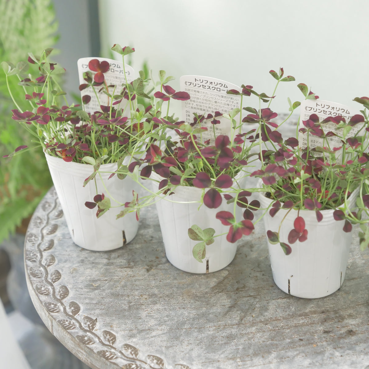 シックな赤！クローバー【イザベラ】　寄せ植えに使いやすい2.5寸