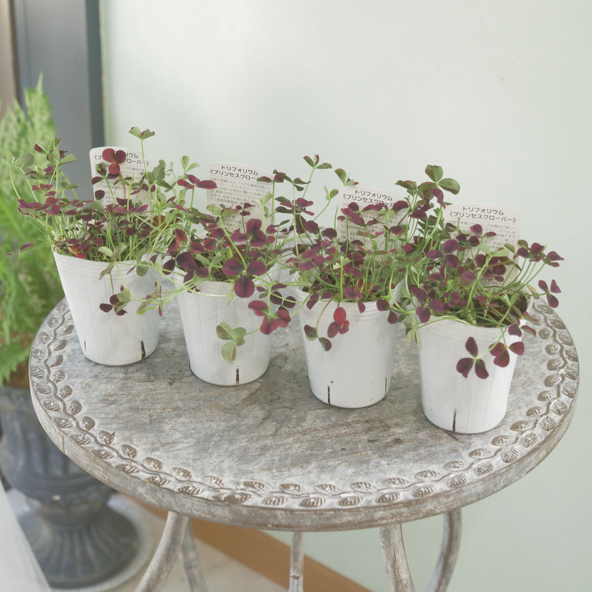 シックな赤！クローバー【イザベラ】　寄せ植えに使いやすい2.5寸