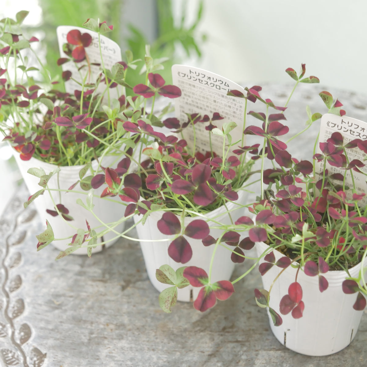 シックな赤！クローバー【イザベラ】　寄せ植えに使いやすい2.5寸