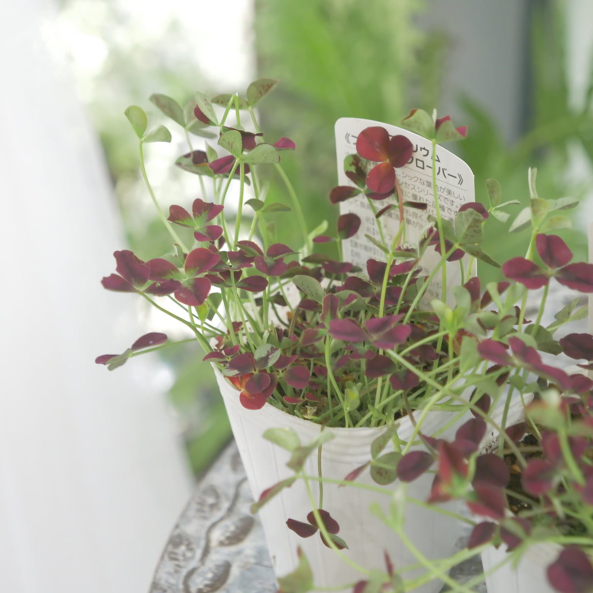 シックな赤！クローバー【イザベラ】　寄せ植えに使いやすい2.5寸