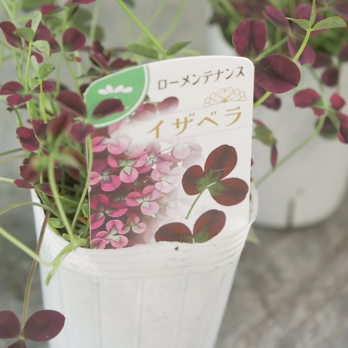 シックな赤！クローバー【イザベラ】　寄せ植えに使いやすい2.5寸